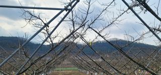 박경희님의 복숭아 · 자유게시판 작성글 사진