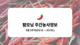 팜모닝 고추·파종•정식 게시글 이미지