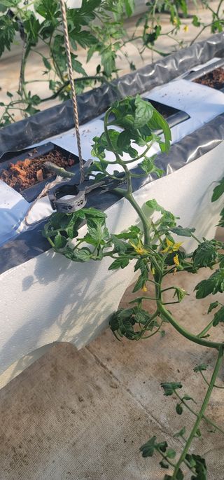 우지운님의 토마토 · 병해충상담 작성글 사진