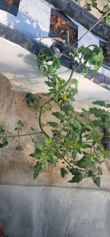 팜모닝 토마토·병해충상담 게시글 이미지