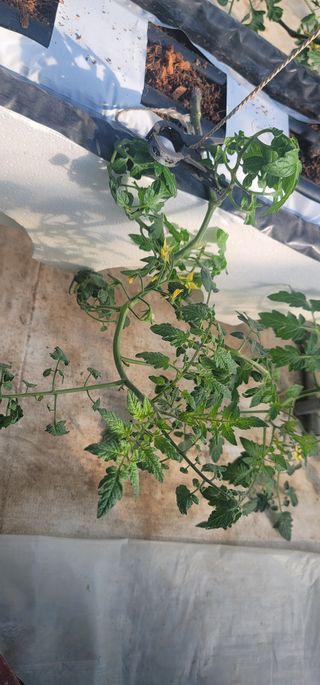 우지운님의 토마토 · 병해충상담 작성글 사진