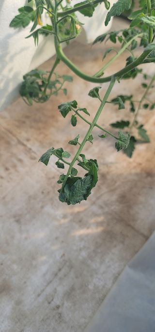 우지운님의 토마토 · 병해충상담 작성글 사진