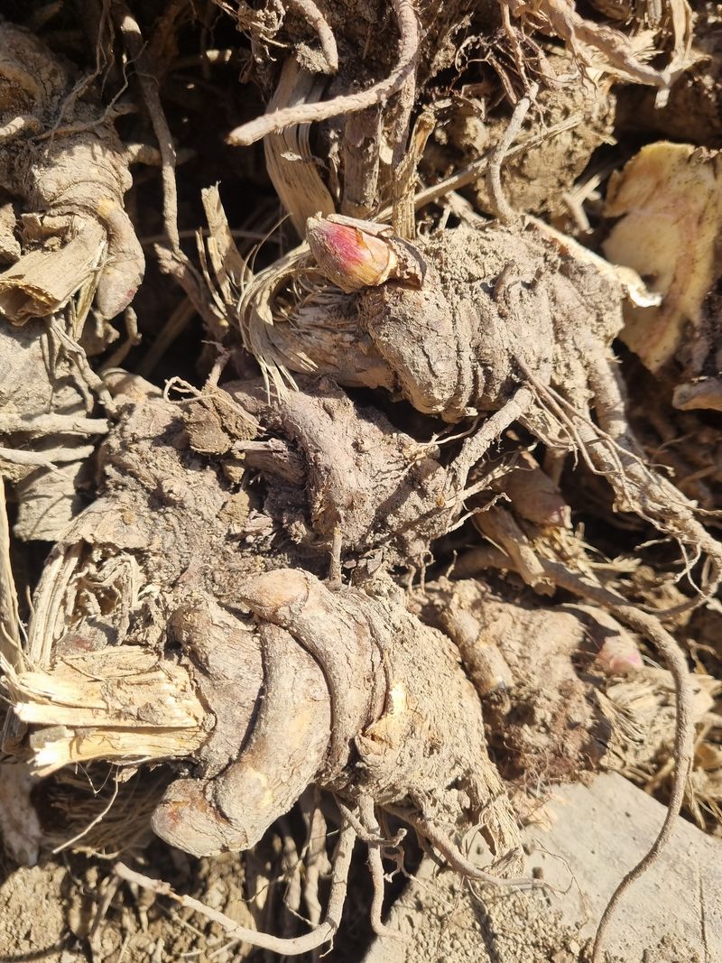 이호성님의 장터 판매 상품 [4년생 땅두릅 모종] 첨부 사진