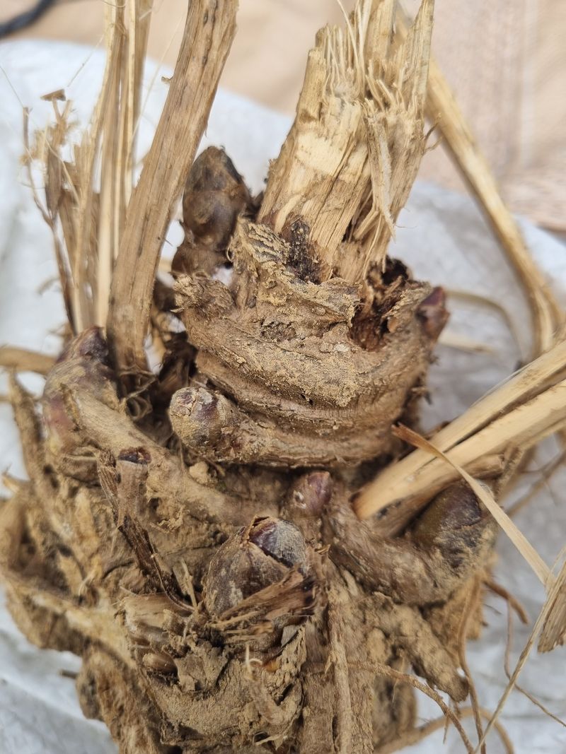 이호성님의 장터 판매 상품 [4년생 땅두릅 모종] 첨부 사진