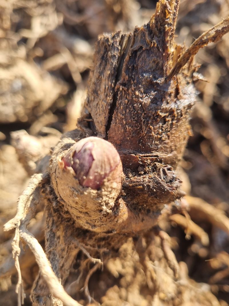 이호성님의 장터 판매 상품 [4년생 땅두릅 모종] 첨부 사진