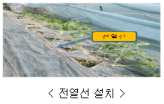 팜모닝 농사도우미님의 기타작물 · 농사길잡이 작성글 사진