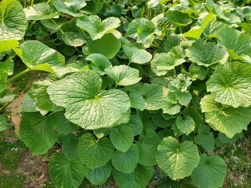 정의준님의 장터 판매 상품 [고추냉이잎 1키로] 첨부 사진