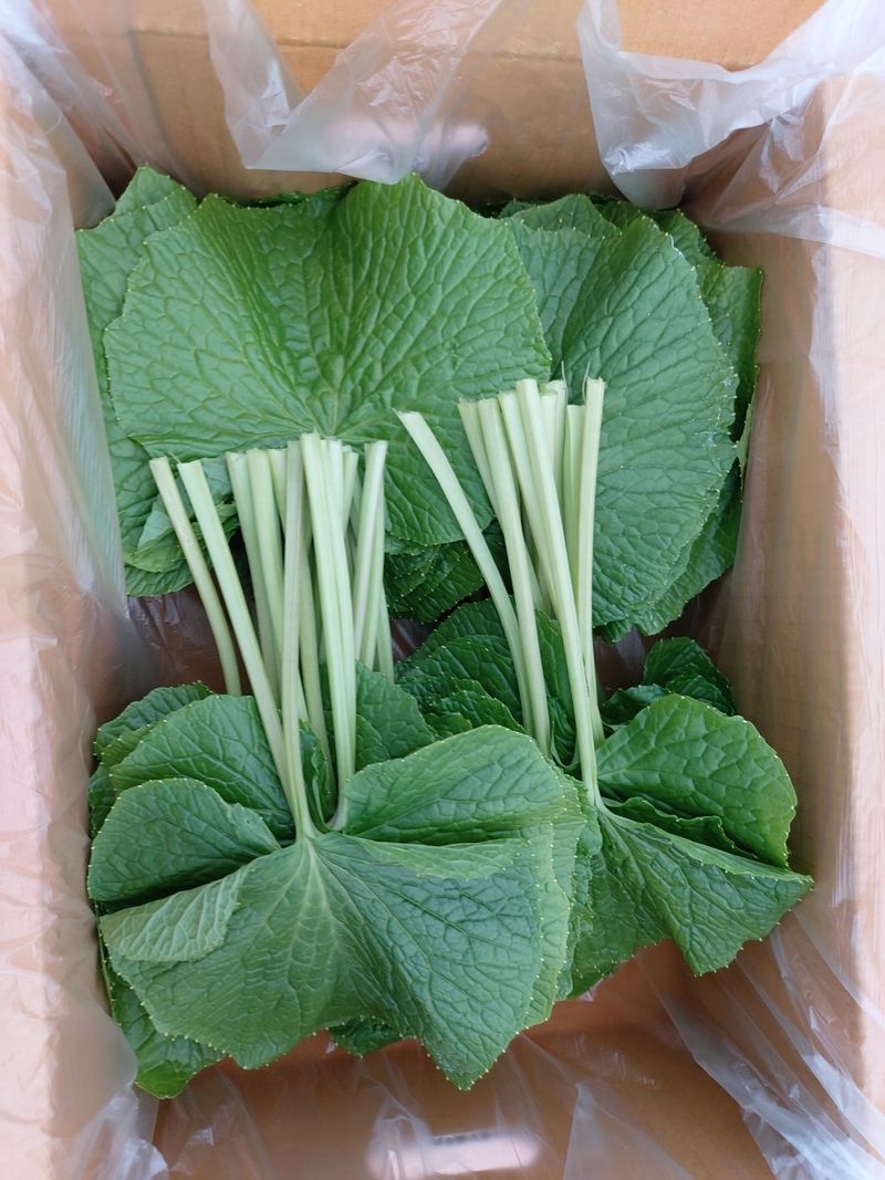 장터 상품 [고추냉이잎 1키로] 썸네일