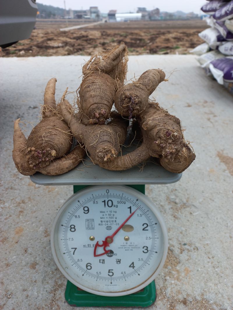 이명숙님의 장터 판매 상품 [큰더덕  1kg  가격조정 (판매완료)] 첨부 사진