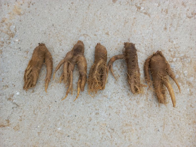 장터 상품 [큰더덕  1kg  가격조정 (판매완료)] 썸네일