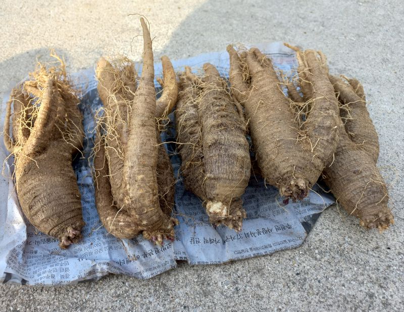 이명숙님의 장터 판매 상품 [큰더덕  1kg  가격조정 (판매완료)] 첨부 사진