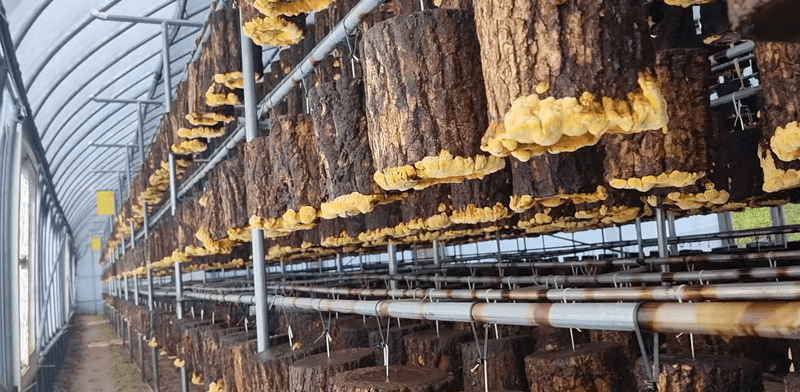 껀 상황버섯님의 장터 판매 상품 [껀 상황버섯, 10일분 / 건강이 필요한 상황? 그럼, 껀 상황버섯!] 첨부 사진