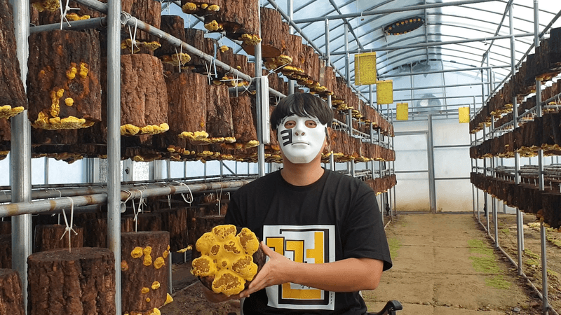 장터 상품 [건강을 선물하세요. 껀 상황버섯! (우체국택배, 무료배송)] 썸네일