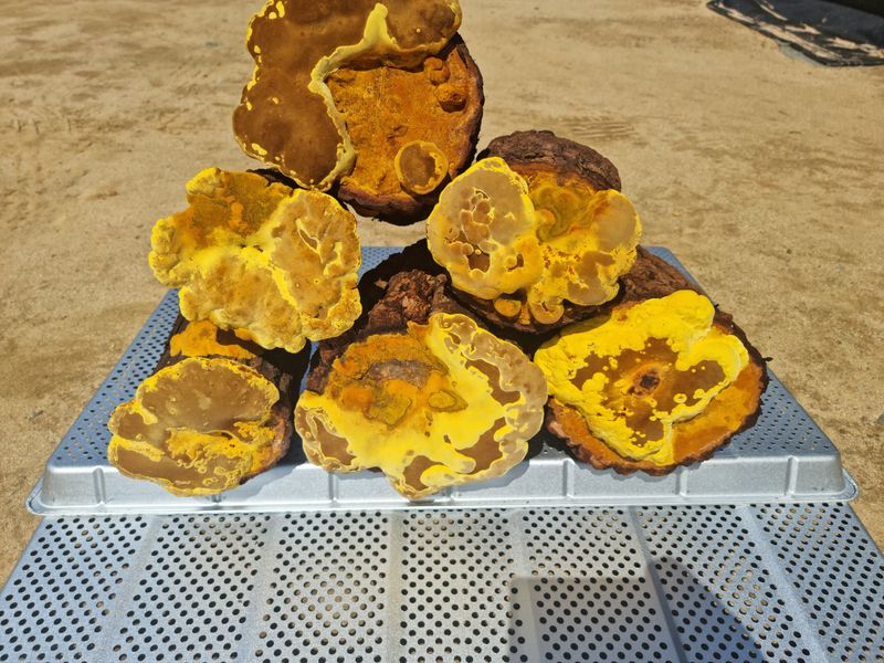 껀 상황버섯님의 장터 판매 상품 [건강을 선물하세요. 껀 상황버섯! (우체국택배, 무료배송)] 첨부 사진