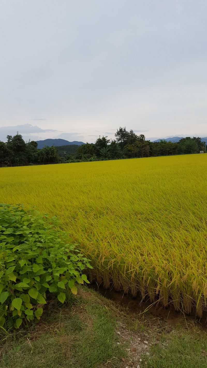 김종호님의 장터 판매 상품 [철원유기농밀키퀸 10kg] 첨부 사진