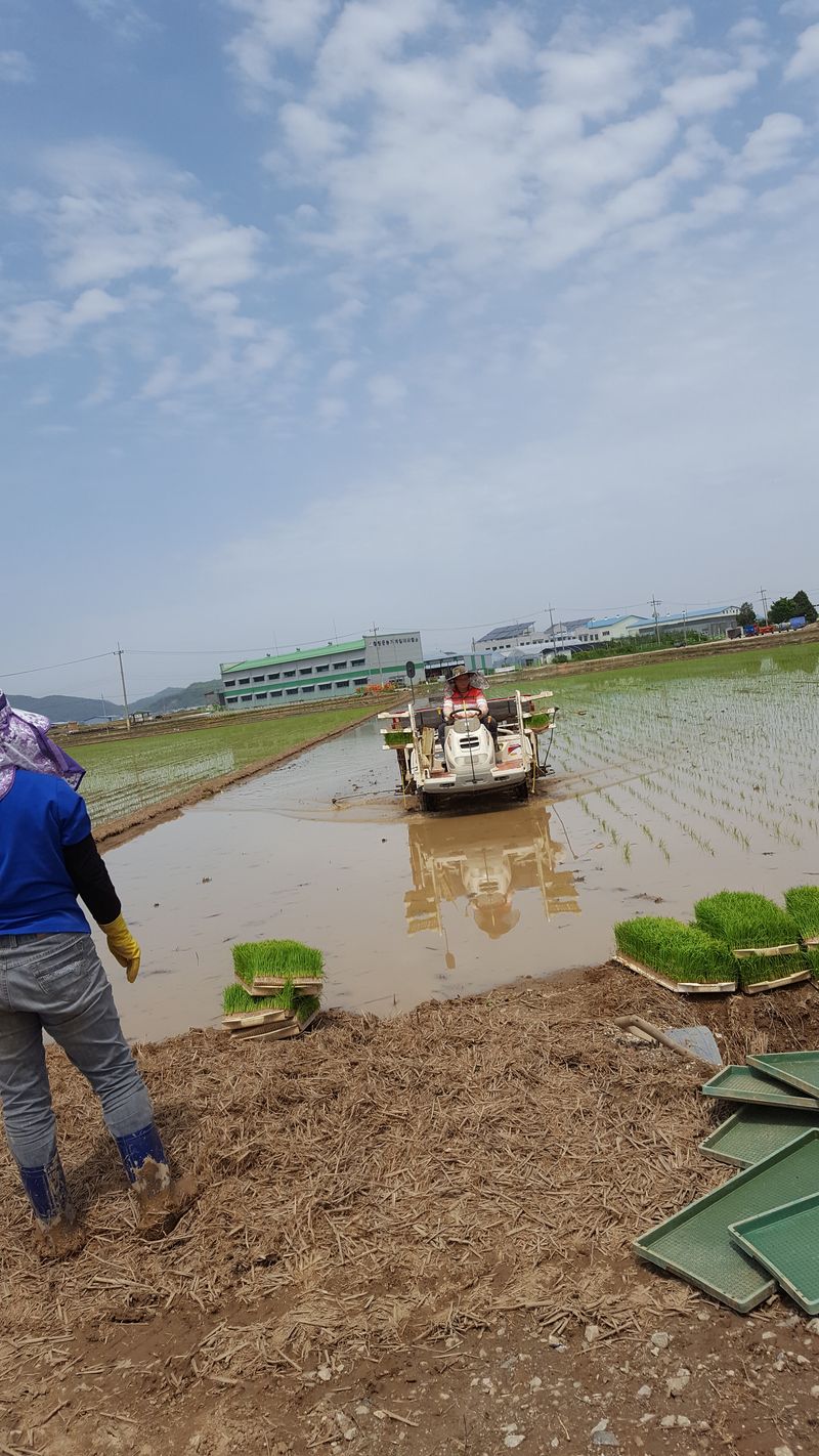 김종호님의 장터 판매 상품 [철원유기농밀키퀸 10kg] 첨부 사진
