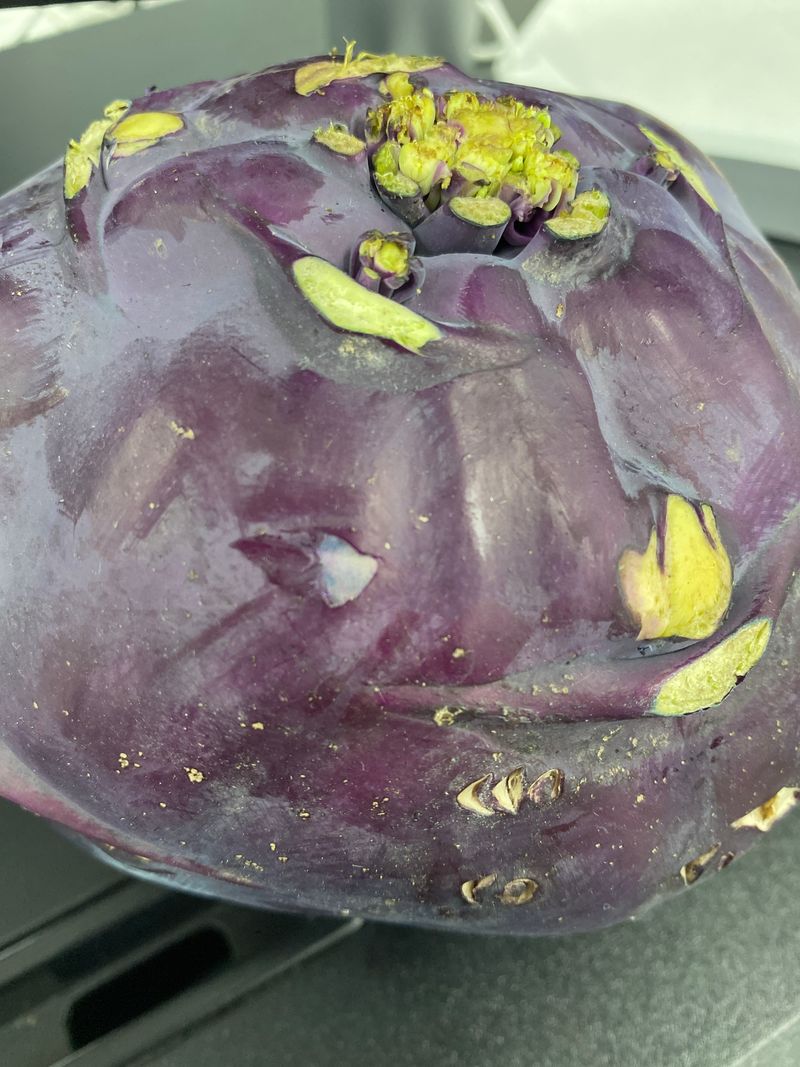 장터 상품 [콜라비 팝니다] 썸네일