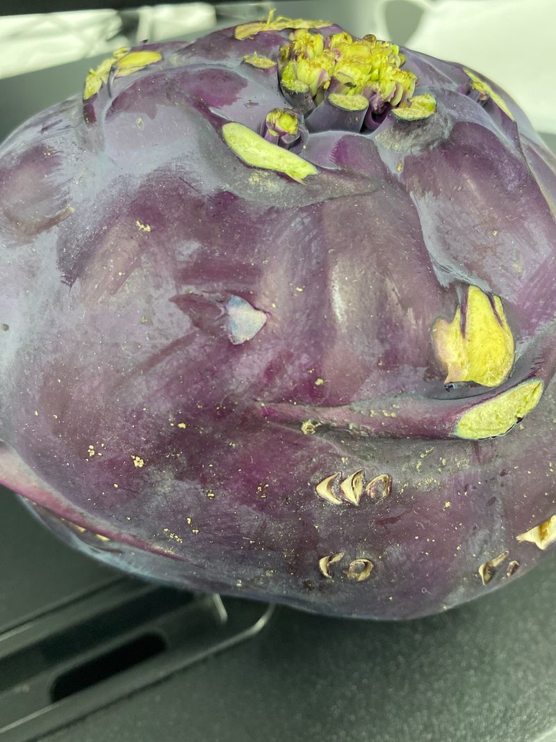 장터 상품 [콜라비팝니다] 썸네일