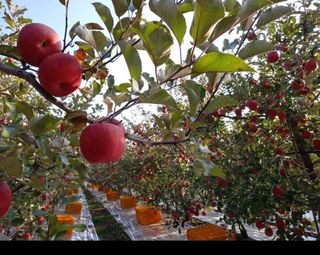 숲등농장 달밭사과님의 작성글 사진