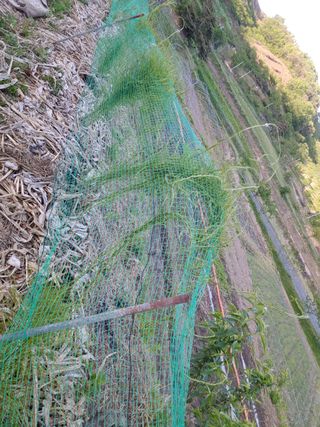 알 수 없음님의 기타작물 · 자유게시판 작성글 사진