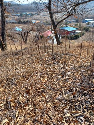 알 수 없음님의 기타작물 · 자유게시판 작성글 사진