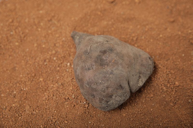 김선순(공룡자색마)님의 장터 판매 상품 [자색마 1kg] 첨부 사진