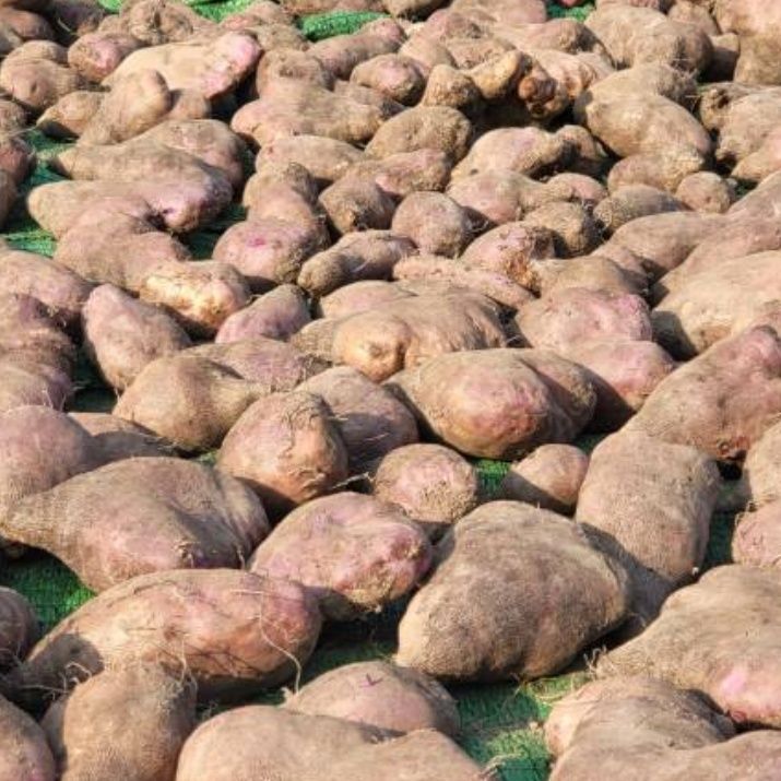 김선순(공룡자색마)님의 장터 판매 상품 [자색마 1kg] 첨부 사진