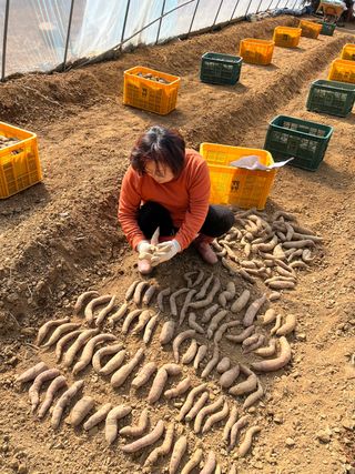엘림농장님의 고구마 · 자유게시판 작성글 사진