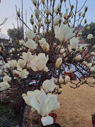 울금박사/빈덕열목사님의 기타작물 · 자유게시판 작성글 사진