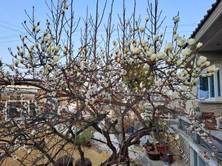 울금박사/빈덕열목사님의 기타작물 · 자유게시판 작성글 사진