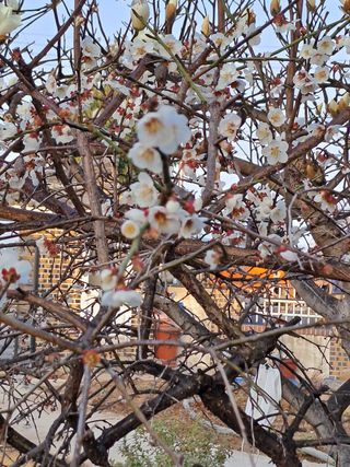 울금박사/빈덕열목사님의 기타작물 · 자유게시판 작성글 사진