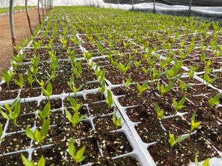 이재운님의 고추 · 일상 작성글 사진