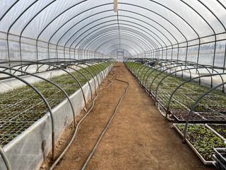 이재운님의 고추 · 일상 작성글 사진