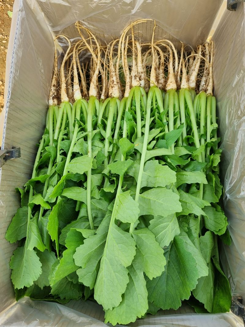 엄미애님의 장터 판매 상품 [무농약 일산열무 2키로. 4키로 ] 첨부 사진