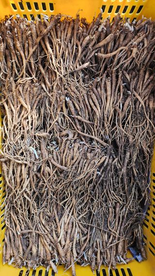 천종현님의 기타작물 · 자유게시판 작성글 사진