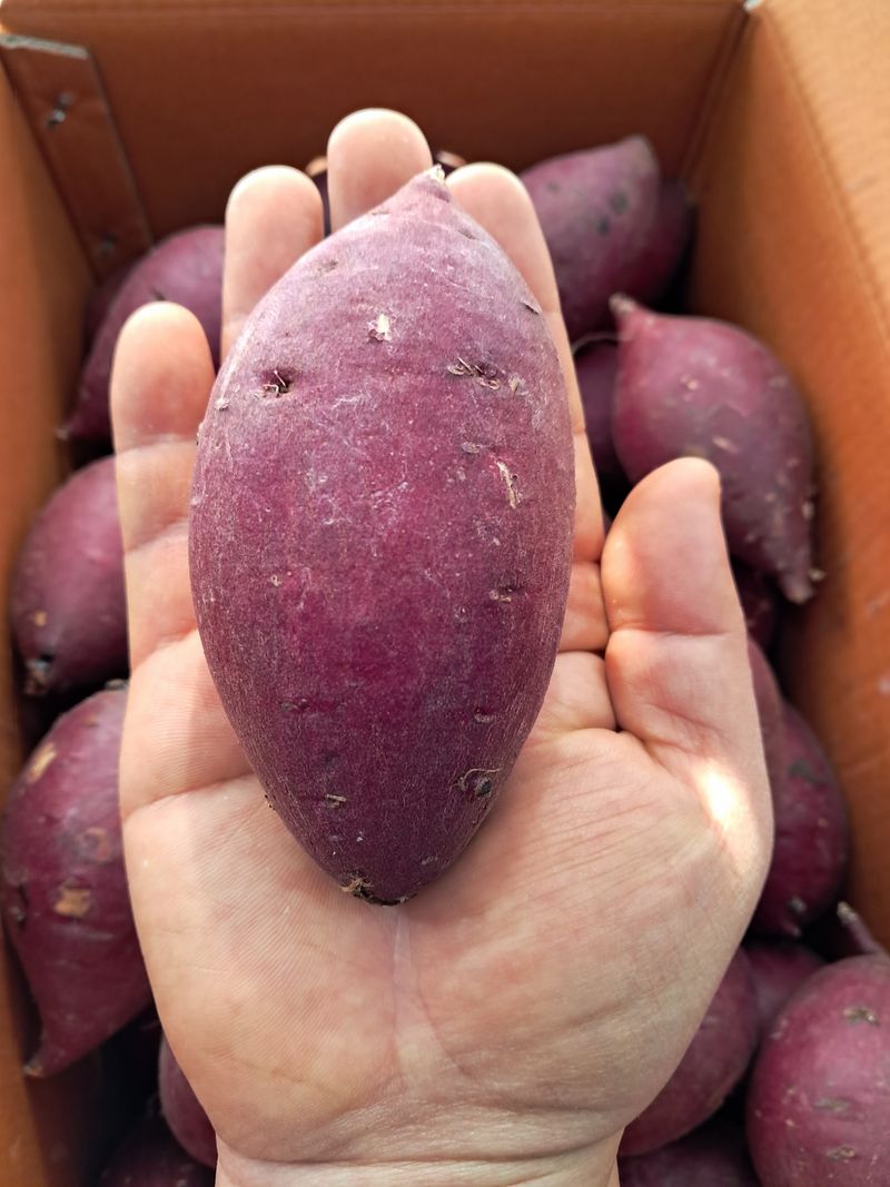 장터 상품 [[판매중단] 🍠꿀청 밤 고구마5kg🍠무료배송  ] 썸네일