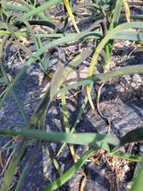 팜모닝 양파·병해충상담 게시글 이미지