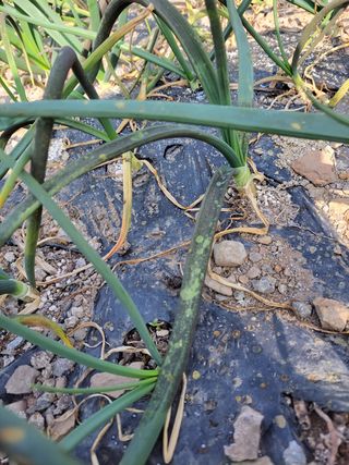 이영철님의 양파 · 병해충상담 작성글 사진