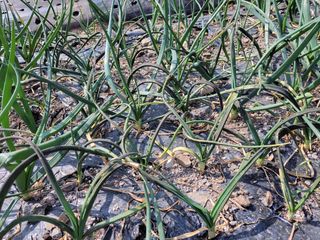 이영철님의 양파 · 병해충상담 작성글 사진