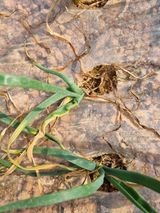 팜모닝 양파·병해충상담 게시글 이미지