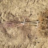 팜모닝 기타작물·자유게시판 게시글 이미지