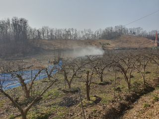 봉구~아삭아삭님의 배 · 비료•농약 작성글 사진