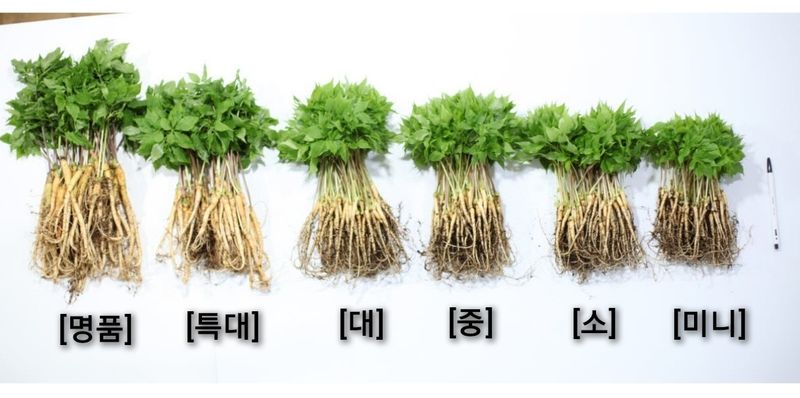 박홍수 님의 장터 판매 상품 [[GAP인증]담양 순수 새싹인삼 ] 첨부 사진