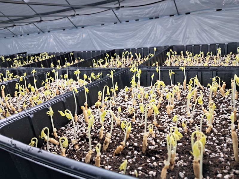 박홍수 님의 장터 판매 상품 [[GAP인증]담양 순수 새싹인삼 ] 첨부 사진