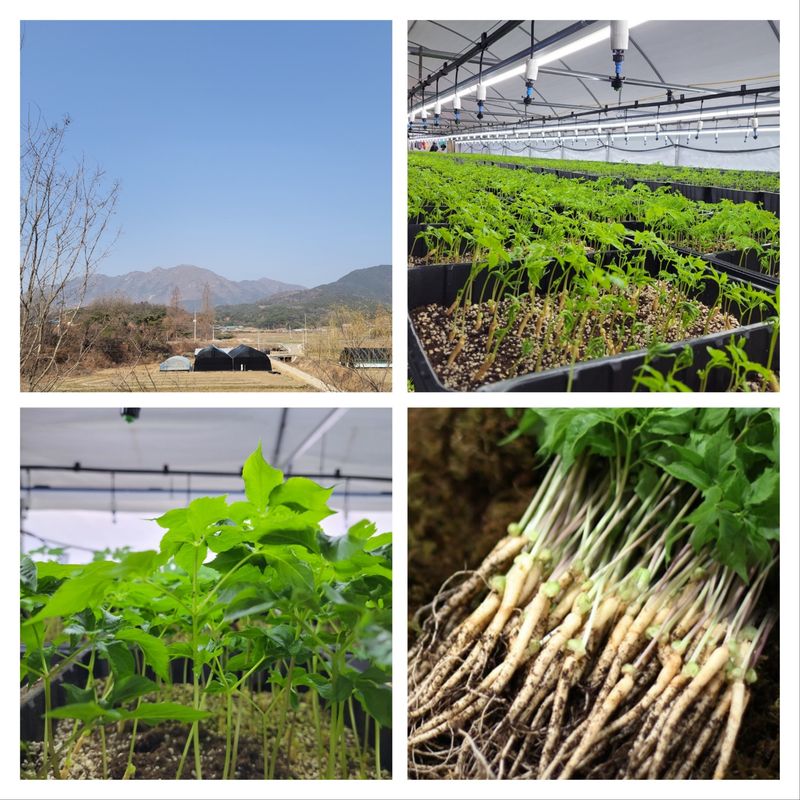 박홍수 님의 장터 판매 상품 [[GAP인증]담양 순수 새싹인삼 ] 첨부 사진