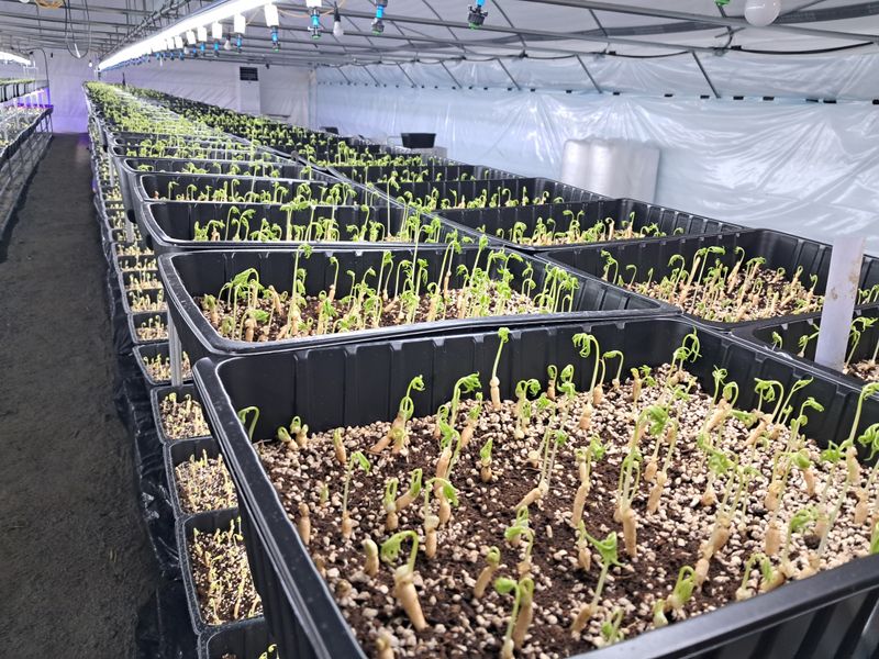 박홍수 님의 장터 판매 상품 [[GAP인증]담양 순수 새싹인삼 ] 첨부 사진