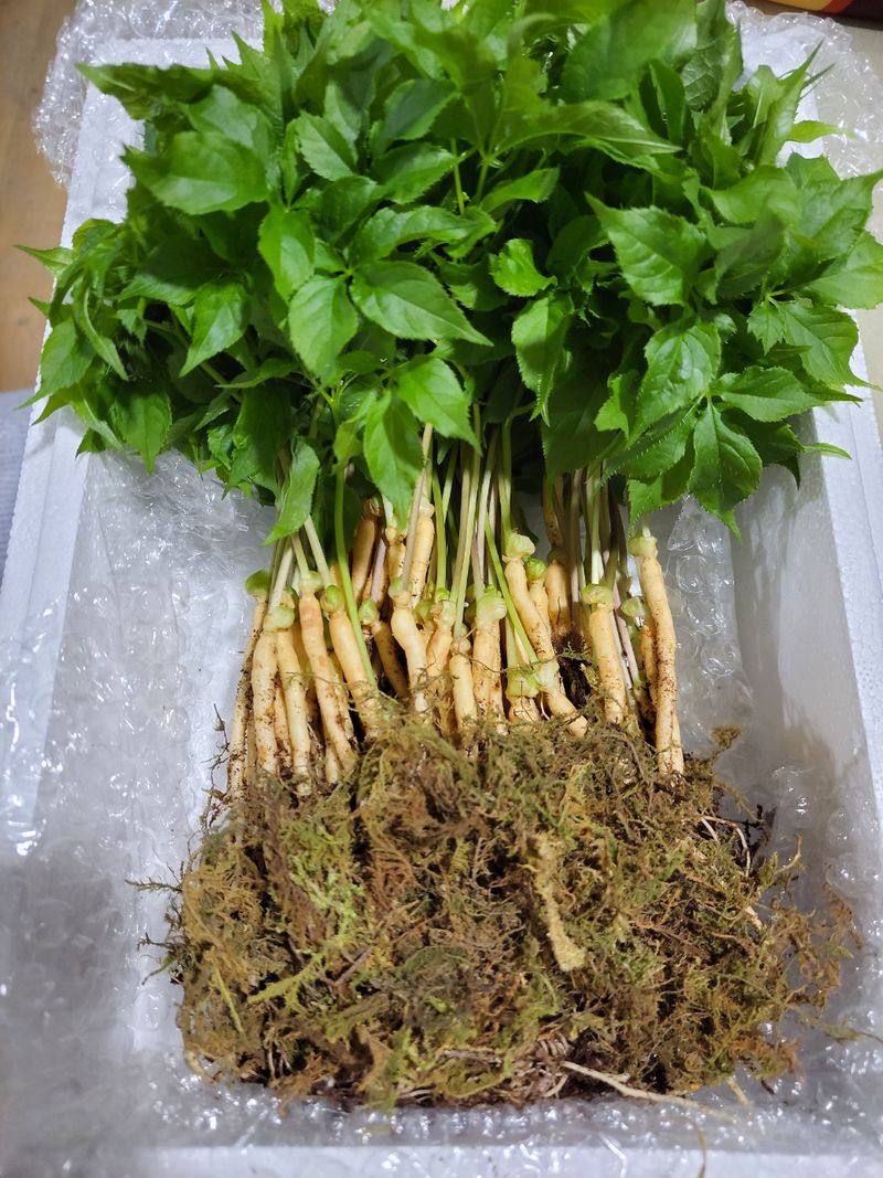 박홍수 님의 장터 판매 상품 [[GAP인증]담양 순수 새싹인삼 ] 첨부 사진