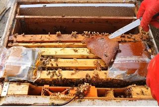 이원양봉(숙성꿀)님의 자유주제 · 자유게시판 작성글 사진