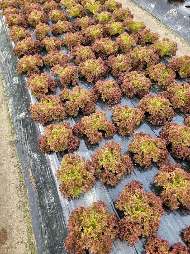 장터 상품 [유럽샐러드상추 6포기] 썸네일