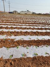 팜모닝 배추·파종•정식 게시글 이미지